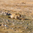 Tarbagan marmot in Mongolia