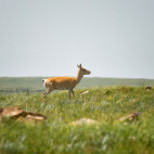 Mongolian gazelle