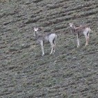 Argali in Mongolia.