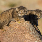 Pallas's cat in Mongolia.