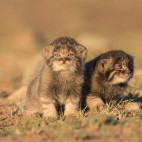 Pallas's cat in Mongolia.