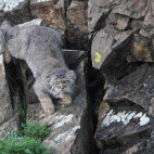 Pallas's cat in Mongolia.