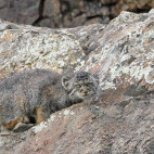 Pallas's cat in Mongolia.