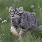 Pallas's cat in Mongolia.