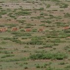 Mongolian gazelle.