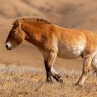 Przewalski's horse in Mongolia