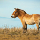 Przewalski's horse in Mongolia
