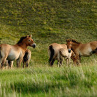 Przewalski's horse in Mongolia