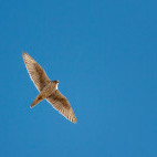 Saker falcon in Mongolia