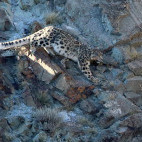 Snow leopard in Mongolia