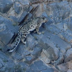 Snow leopard in Mongolia