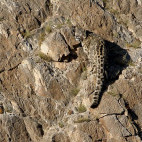 Snow leopard in Mongolia