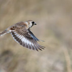 Snowfinch in Mongolia