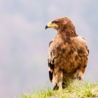 Steppe eagle in Mongolia