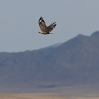 Upland buzzard in Mongolia