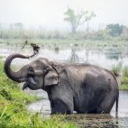 Asian elephant in Royal Chitwan National Park, Nepal
