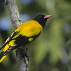 Black-hooded oriole in Nepal