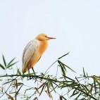 Eastern cattle egret in Pokhara, Nepal