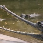 Gharial in Chitwan National Park, Nepal