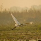 Great egret in Royal Chitwan National Park, Nepal