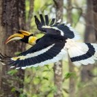 Great hornbill in Royal Chitwan National Park, Nepal