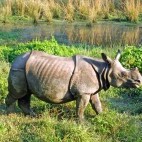 Greater one-horned rhinoceros in Chitwan National Park, Nepal