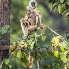 Hanuman langur in Bardia National Park, Nepal