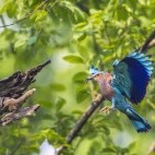 Indian roller in Bardia National Park, Nepal