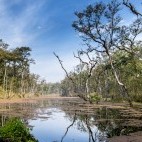 Jungle in Royal Chitwan National Park, Nepal