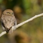 Jungle owlet in Bardia National Park, Nepal