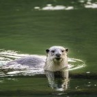 Smooth-coated otter in Bardia National Park, Nepal