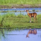 Spotted deer in Bardia National Park, Nepal