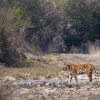 Tiger in Nepal
