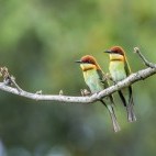 Chestnut-headed bee-eater in the Terai, Nepal