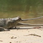 Gharial in the Terai, Nepal