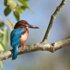 White-throated kingfisher in the Terai, Nepal