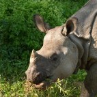 One-horned rhino in the Terai, Nepal