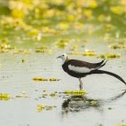 Pheasant-tailed jacana in the Terai, Nepal