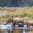 Asian elephant in Chitwan National Park, Nepal