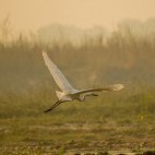 Great egret in Chitwan National Park, Nepal