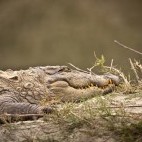 Mugger crocodile in Bardia National Park, Nepal