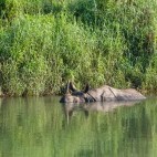 Greater one-horned rhinoceros in Chitwan National Park, Nepal