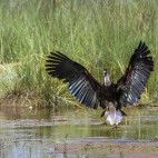 Woolly-necked stork in Bardia National Park, Nepal