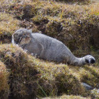 Pallas's cat in Mongolia