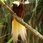 Bird of paradise in Papua New Guinea