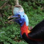 Cassowary in Papua New Guinea