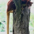 Tree kangaroo in Papua New Guinea