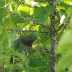 Claret-breasted fruit dove in Papua New Guinea.