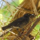 Atoll starling in Papua New Guinea.
