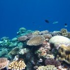 Coral reef in Papua New Guinea